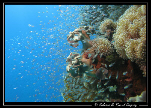 Glass fish and coral. 
Picture taken with a Canon G9. by Raoul Caprez 